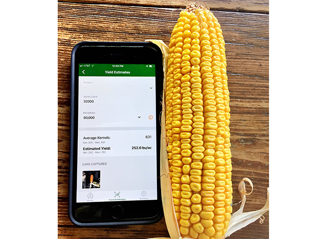 A smart phone app counts kernels quickly and discounts pollination and other problems. (Progressive Farmer image by Pamela Smith)